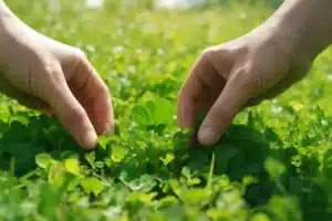 Comment trouver un trèfle à quatre feuilles dans le jeu cosy d'objets cachés le plus difficile ?