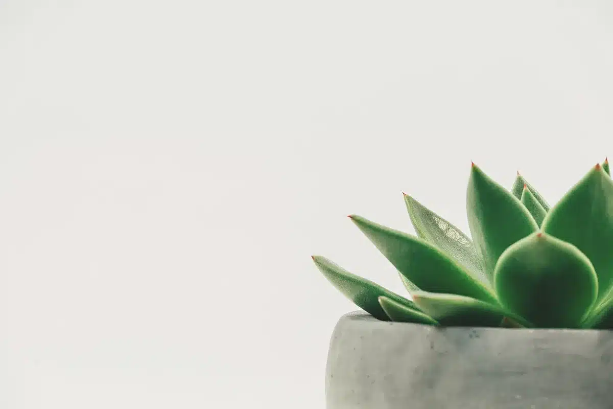 Plantes en culture intérieure sous lampes avec ventilateur et outils de culture